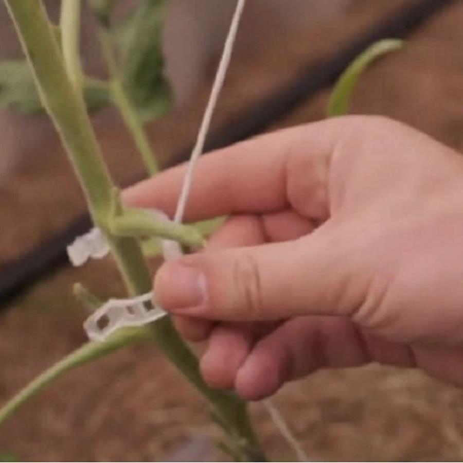 картинка Садовые клипсы (зажимы для фиксации) 23мм для подвязывания растений 50 шт от магазина Интерком-НН