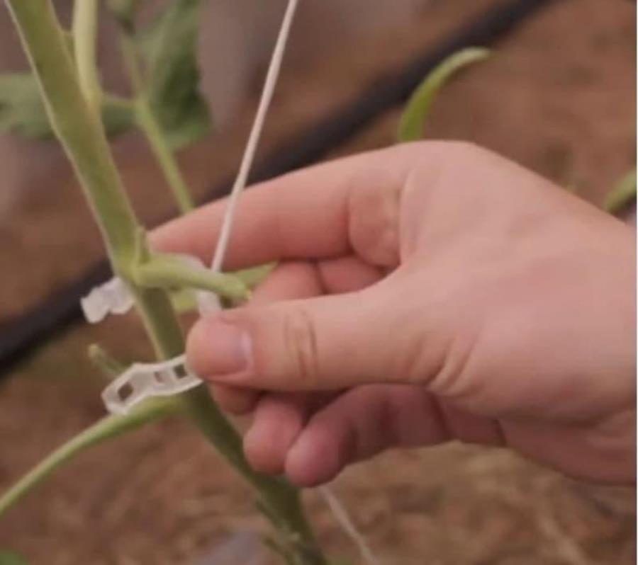 картинка Садовые клипсы (зажимы для фиксации) 23мм для подвязывания растений 500 шт от магазина Интерком-НН